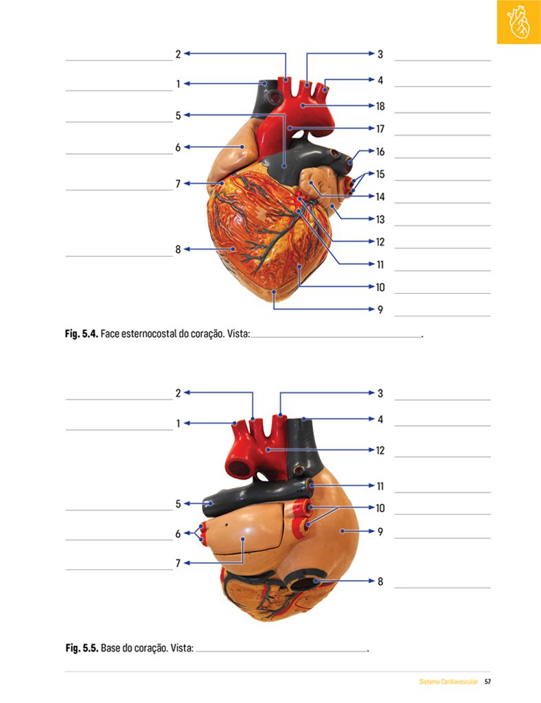 Livro Anatomia Sistêmica facilitada em forma de exercícios Coleção