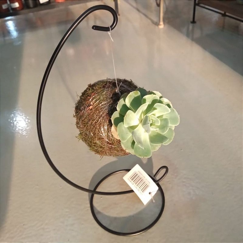 Kokedama De Suculenta Suporte Preto Meu Kokedama