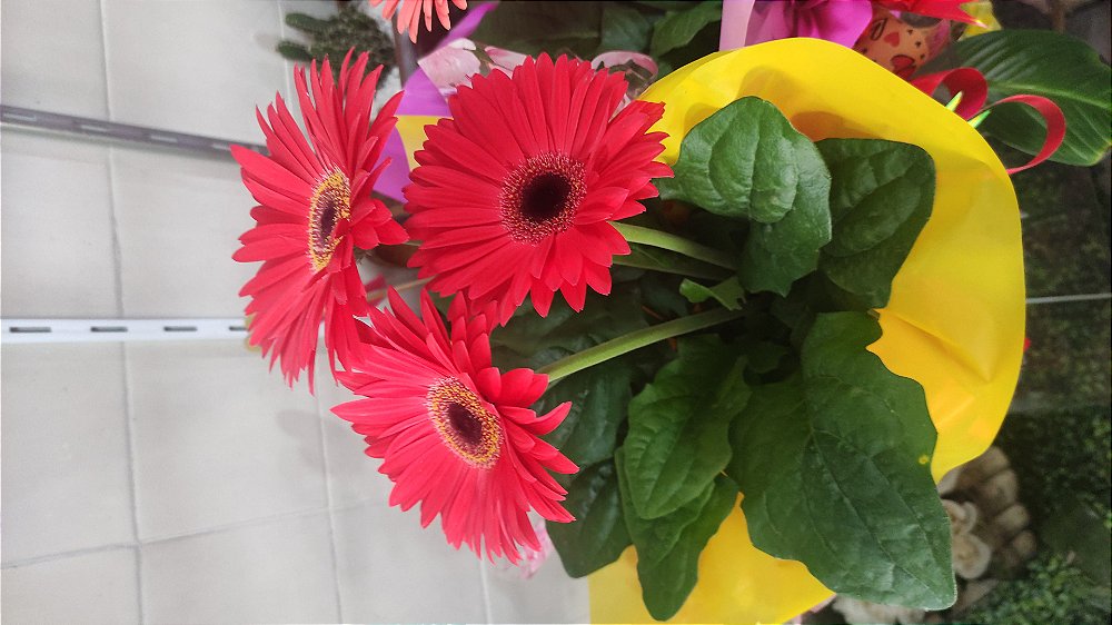 Gerbera Plantada Natural - Floricultura Nova Flora Taboão da Serra, Embu  das Artes, Itapecerica, Campo Limpo e Região