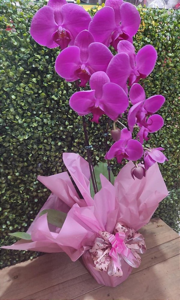 Orquídea Phaly Natural Lilás - Floricultura Nova Flora Taboão da Serra,  Embu das Artes, Itapecerica, Campo Limpo e Região