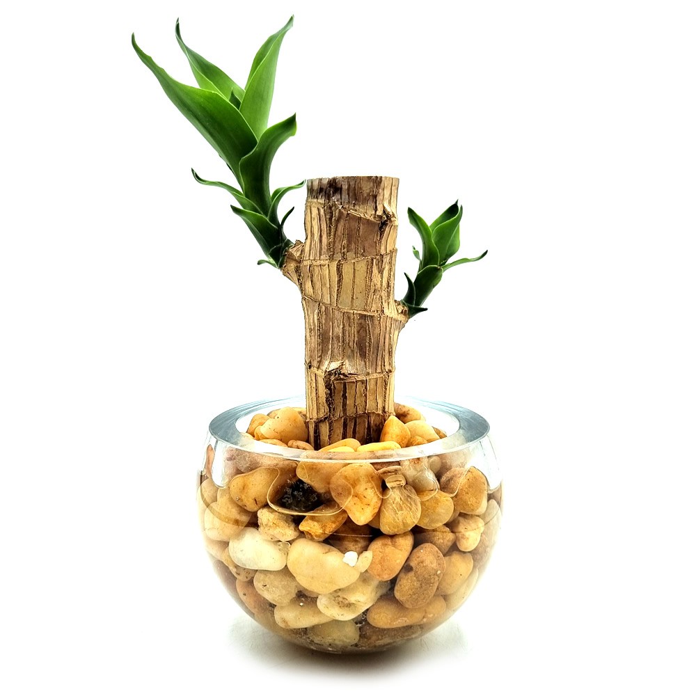 Vaso em Vidro Redondo com Muda de Pau D'água - Bambu da Sorte (Lucky Bamboo)