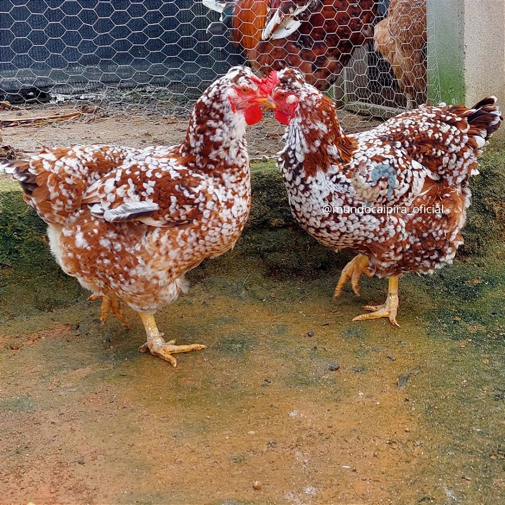 15 Ovos De Galinha Sertaneja Balão Mil Flores Loja Mundo Caipira