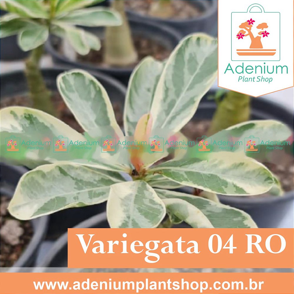 Enxerto de Rosa do Deserto Dobrada - Adenium Plant Shop