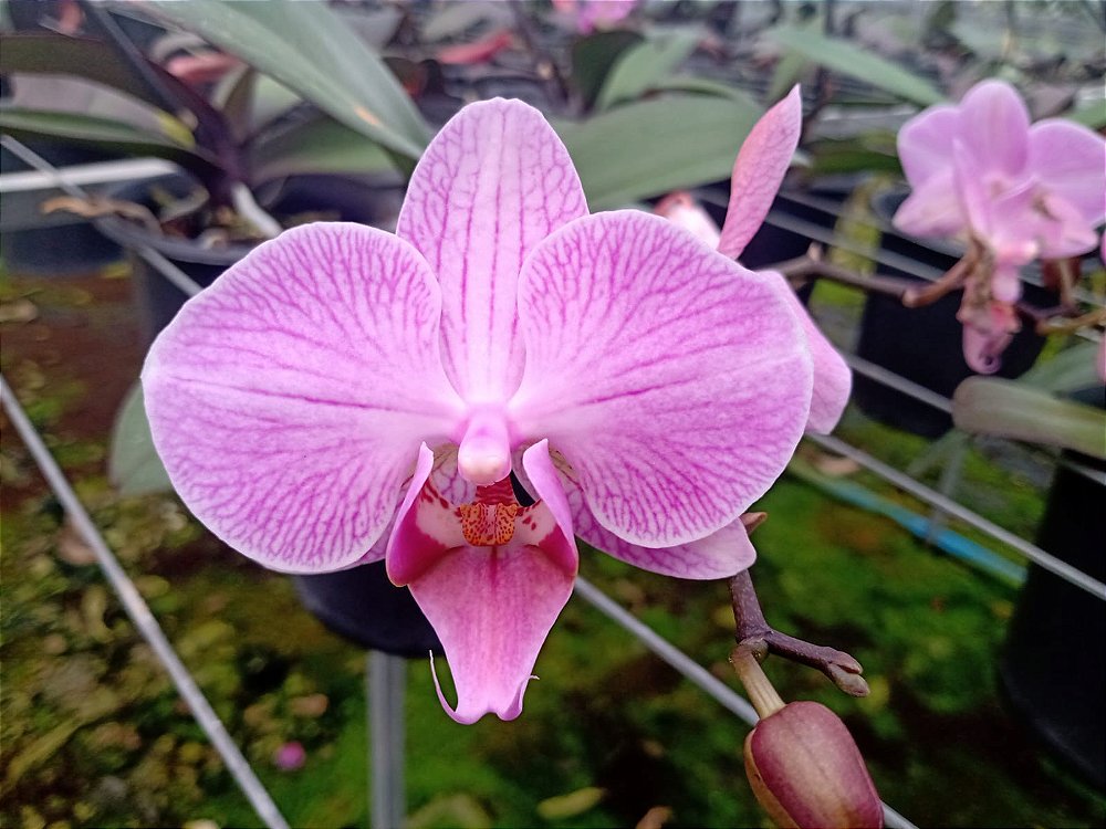 Phalaenopsis Hibrido ( rosa ) - Orquidario Ibanez