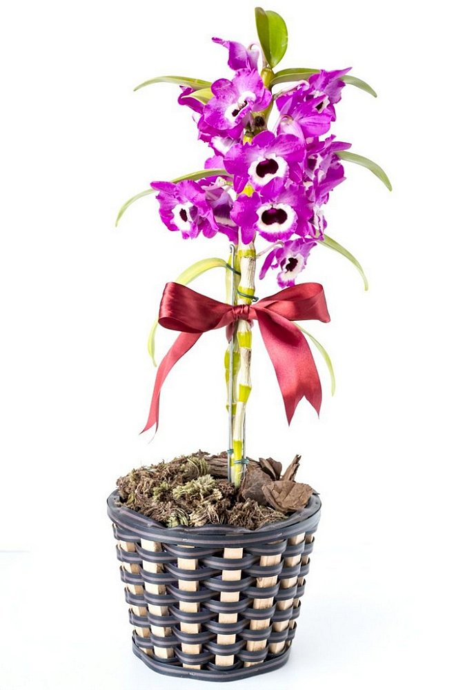 Orquídea Dendo brio (ou olho de boneca) - Mariza Flores