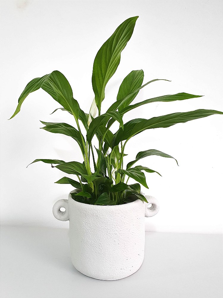 Plantas para dentro de casa, Lírio-da-paz: Como cuidar (rega, iluminação) -  Compre Online na Indoor Plantas - Indoor Plantas