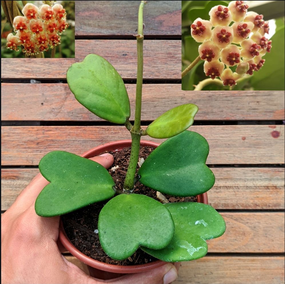 Hoya kerrii (planta coração) Le Jardin Cactos e