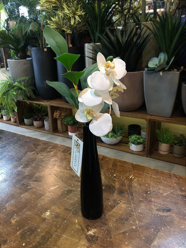 Arranjo mini orquídea branca em vaso solitário preto - Eterna Flor |  Plantas Permanentes | Florianópolis, SC