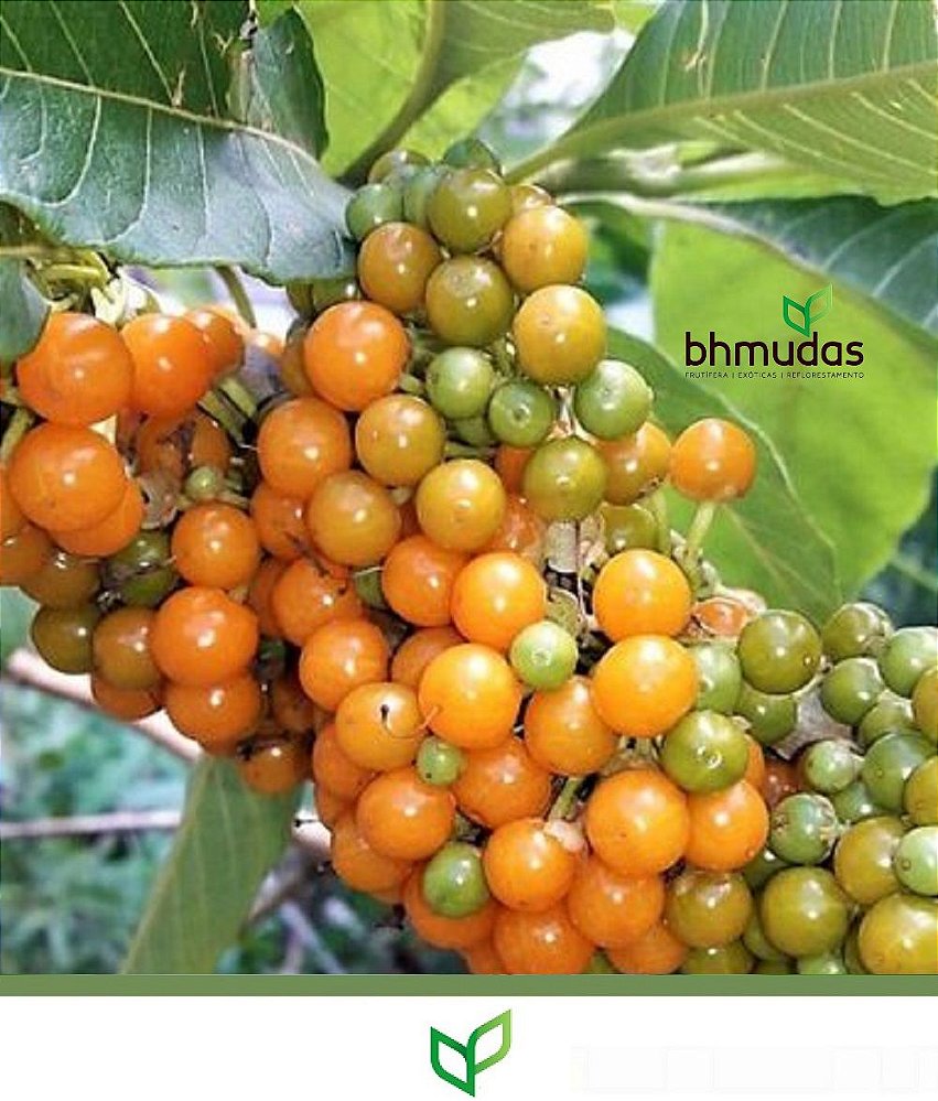 Fruta Do Sabiá Lindas Mudas Bhmudas