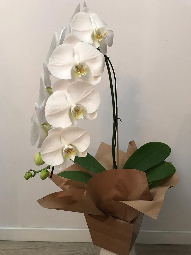 Orquidea Branca Cascata - Rubi Flores - Venda de Flores para presentes e  eventos