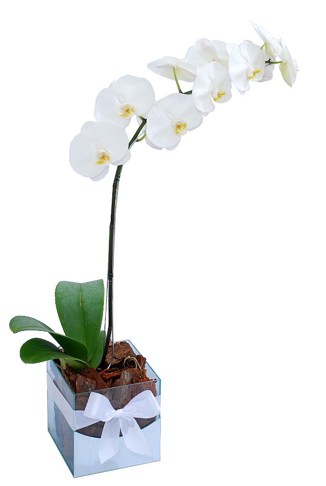 Orquídea Branca GG - Rubi Flores - Venda de Flores para presentes e eventos