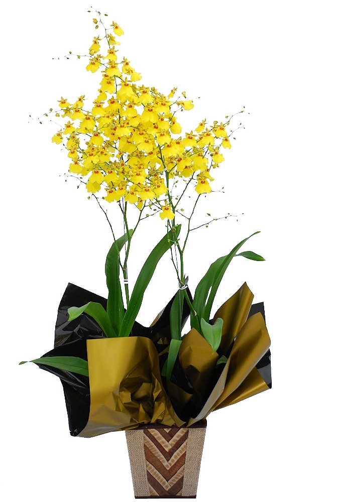 Orquídea Amarela Chuva de Ouro - Rubi Flores - Venda de Flores para  presentes e eventos