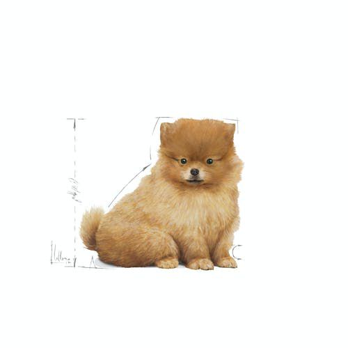 Ração Royal Canin Mini Indoor Junior para Cães Filhotes - Dango Pet