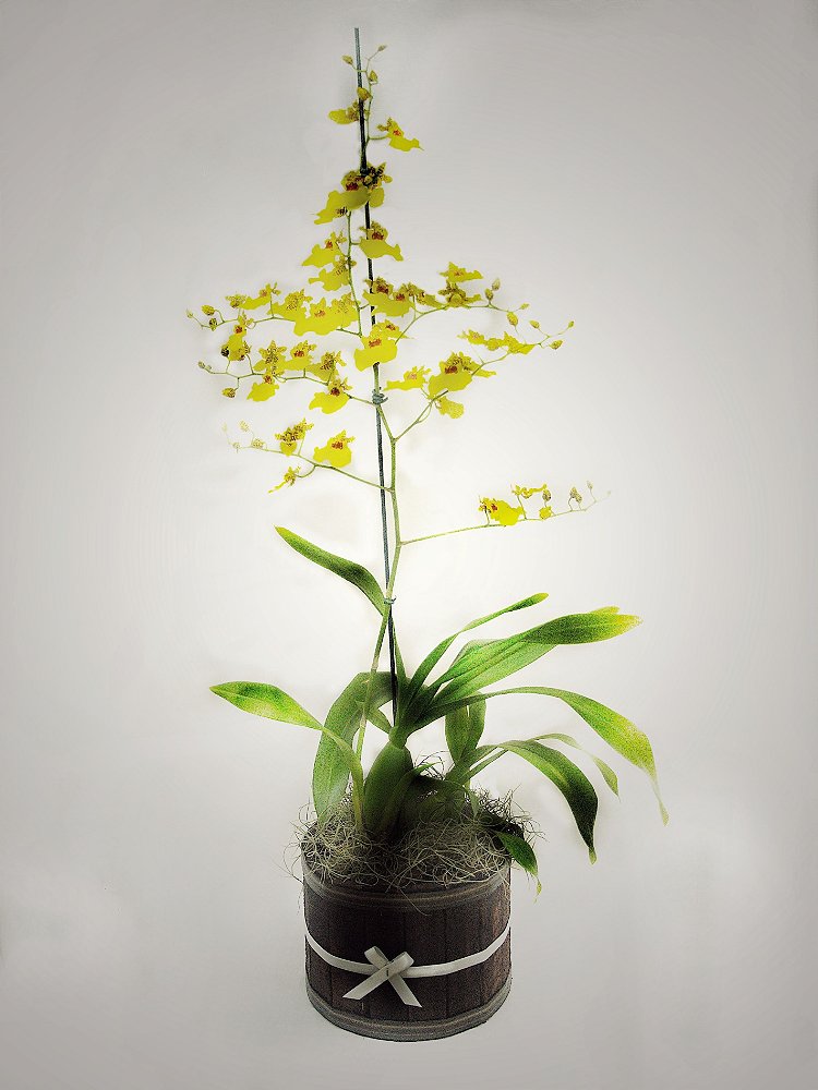 Arranjo orquidea Chuva de Ouro - Paty Flores