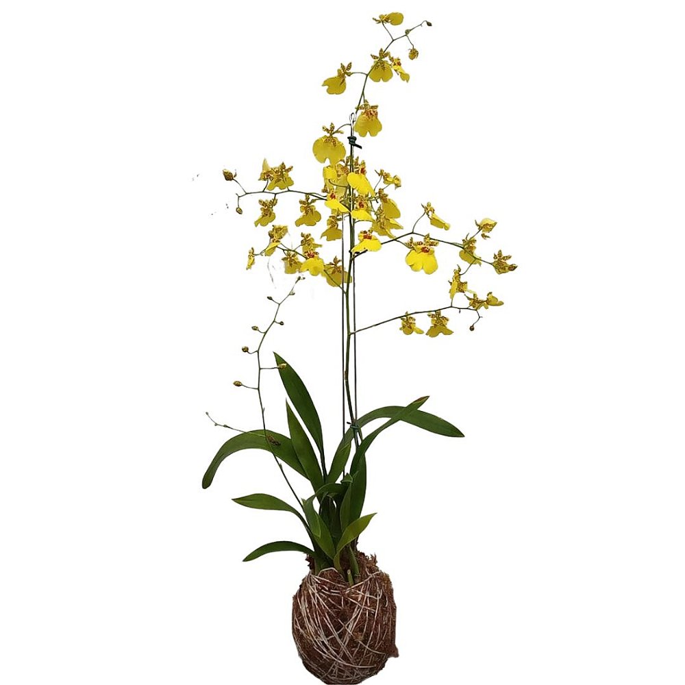 Kokedama de Orquídea Chuva de ouro (Oncidium aloha) - Orquídeas & Cia
