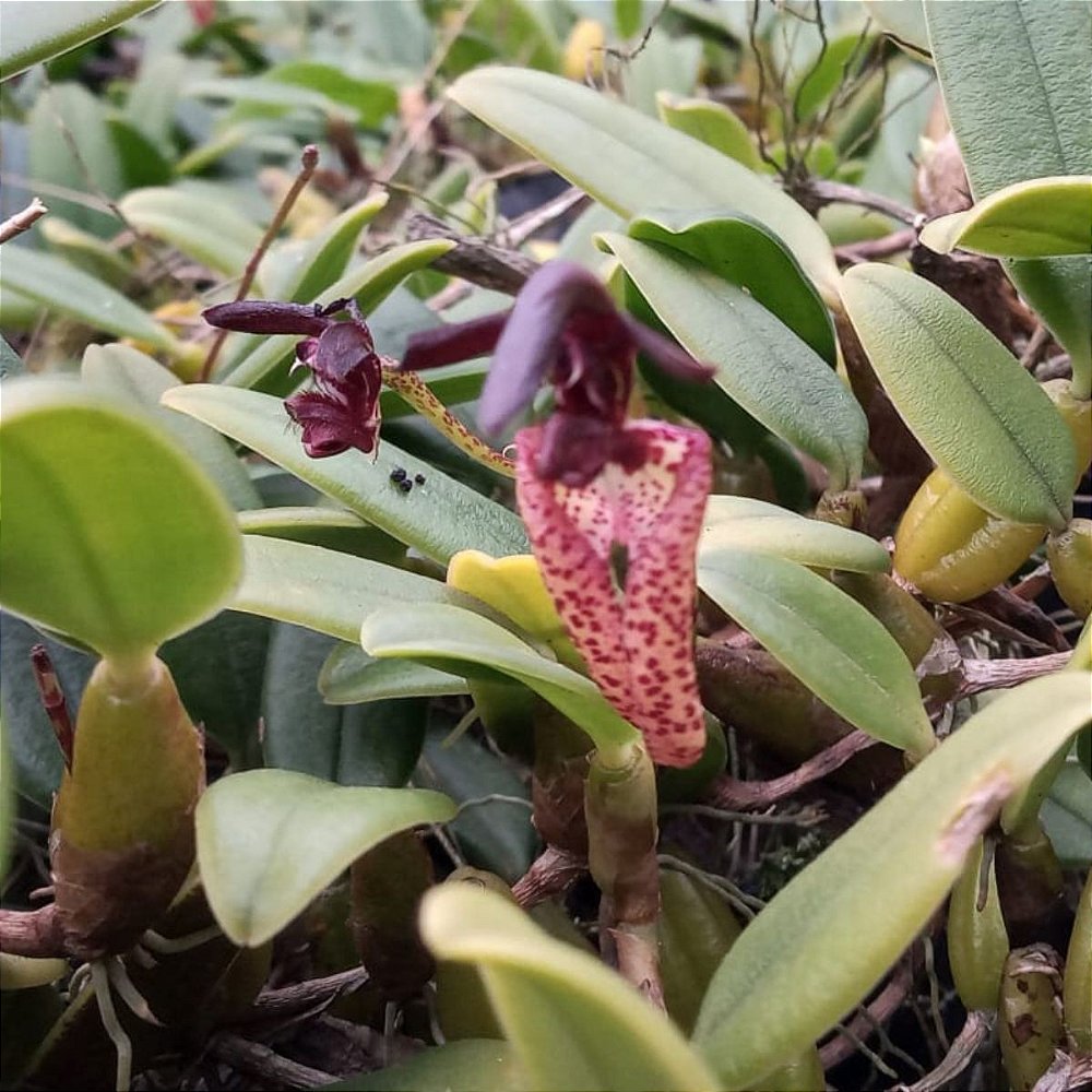 Bulbophyllum brevicarpum (urubu tomando sol) - Orquídeas & Cia