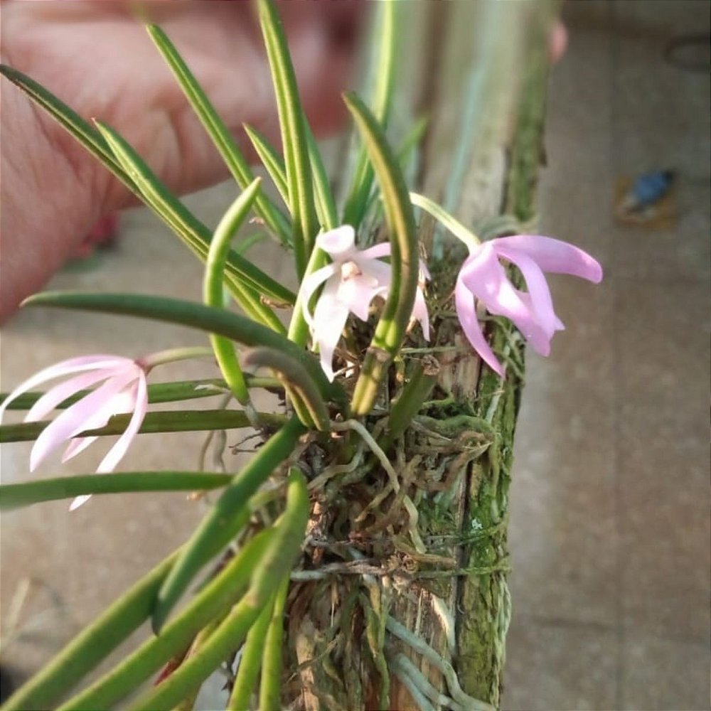 Leptotes unicolor - Orquídeas & Cia