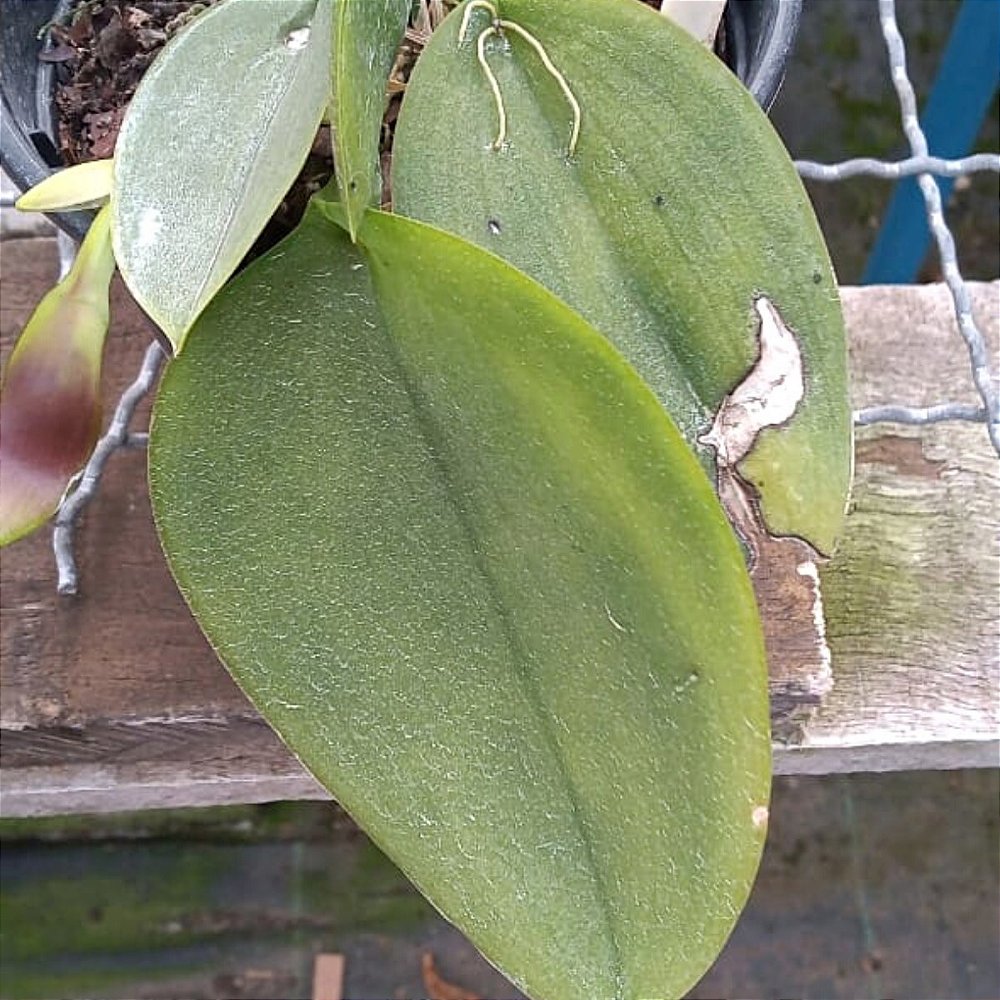 Acianthera pectinata (Pleurothallis pectinata) Orquídeas & Cia