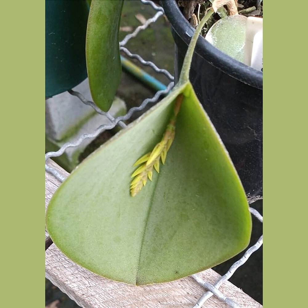 Acianthera pectinata (Pleurothallis pectinata) Orquídeas & Cia