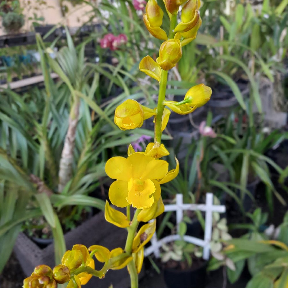 Cyrtopodium andersonii - Orquídeas & Cia