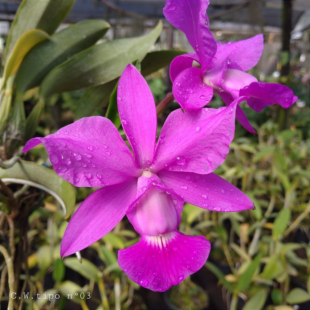 Cattleya Walkeriana Tipo Nº 03 - Orquidario em Mogi Mirim/SP - As mais  lindas Orquídeas!