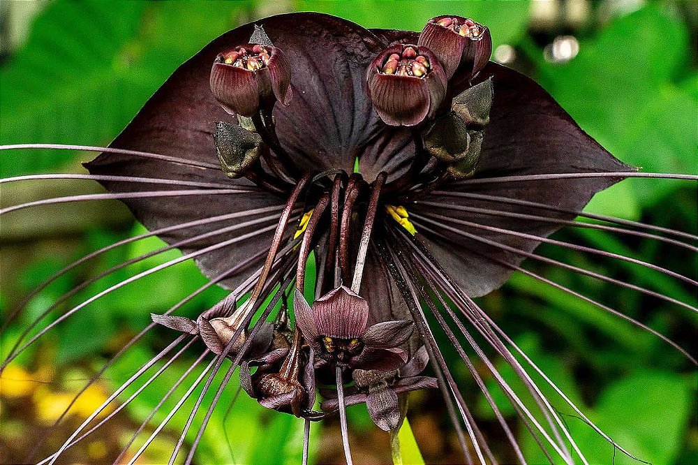 Flor Morcego (Tacca Chantrieri) - Orquidario em Mogi Mirim/SP - As mais  lindas Orquídeas!