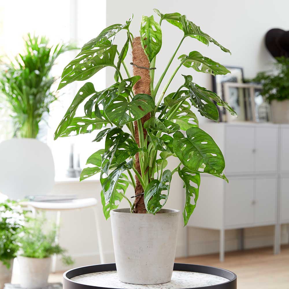 Monstera Adansonii Subsp.Laniata - Orquidario em Mogi Mirim/SP - As mais  lindas Orqudeas!