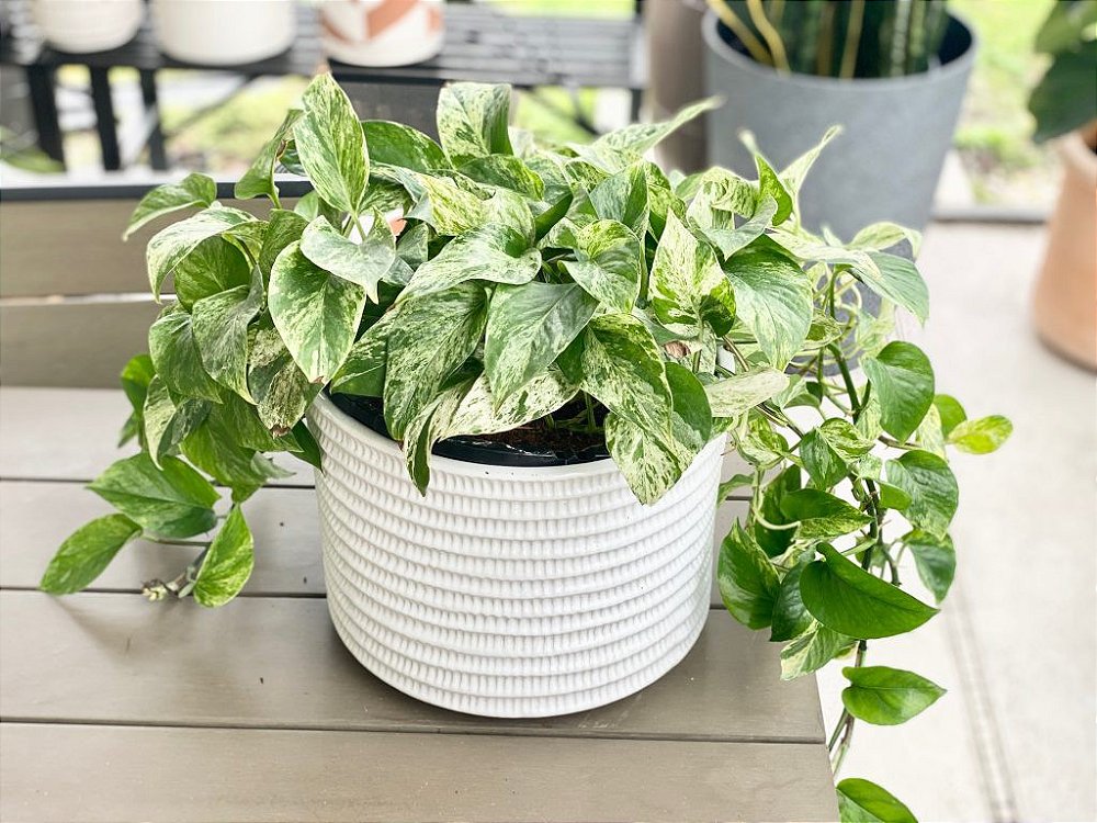 Jibóia Branca "Marble Queen