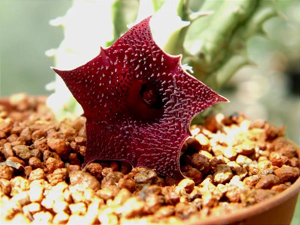 Huernia macrocarpa - Orquidário Mogi Mirim | Orquídeas, Plantas