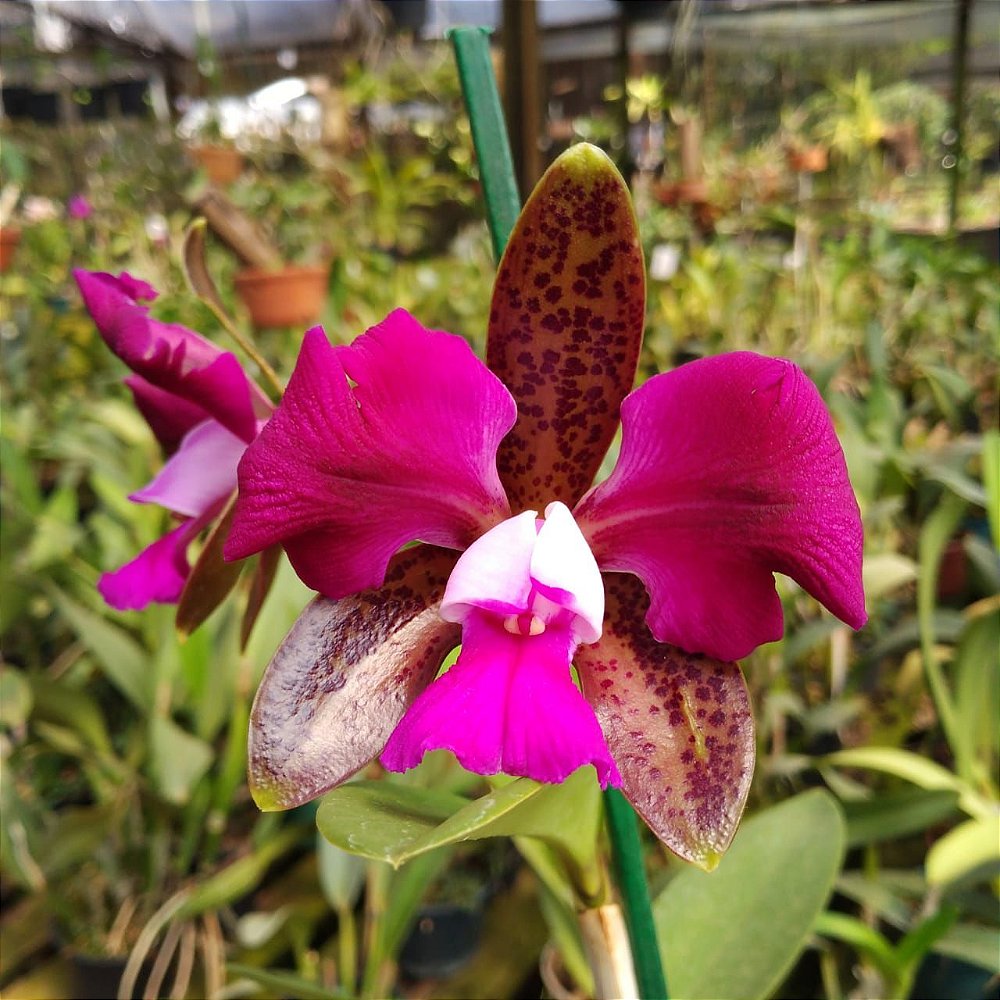 Cattleya Leopoldii Trilabelo - Orquidario em Mogi Mirim/SP - As mais lindas  Orquídeas!