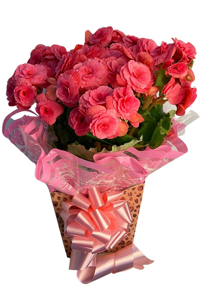 Vaso de Begônia - Flores Bella BH | Loja de Cestas de Presente -  Floricultura