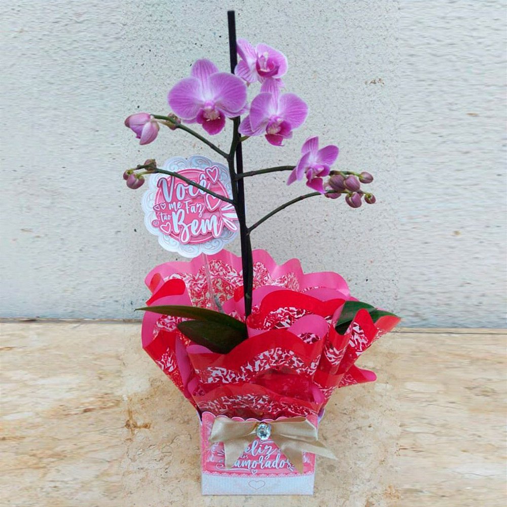 Mini orquídea Phalaenopsis - Rosa dos Ventos