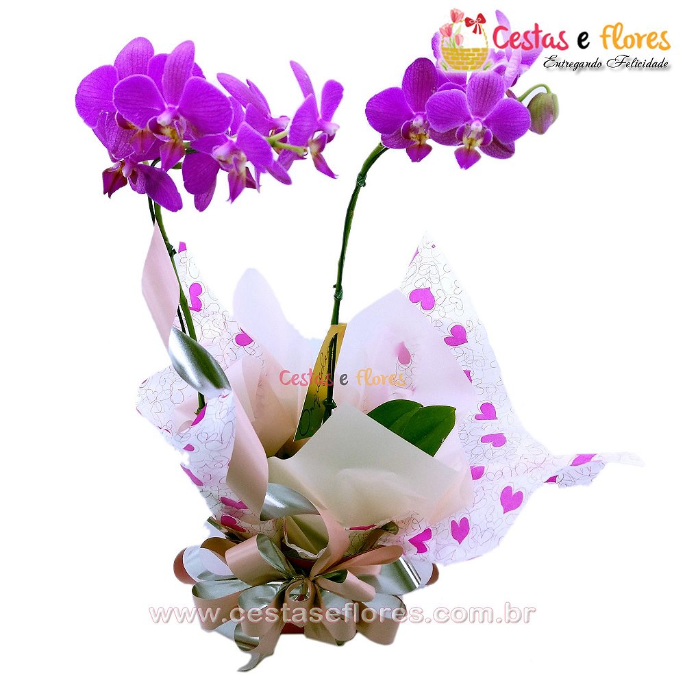 Orquídea Phalaenopsis Pink Plantada - Cestas e Flores Floricultura. Entrega  de Cestas de Café, Presentes e Floricultura