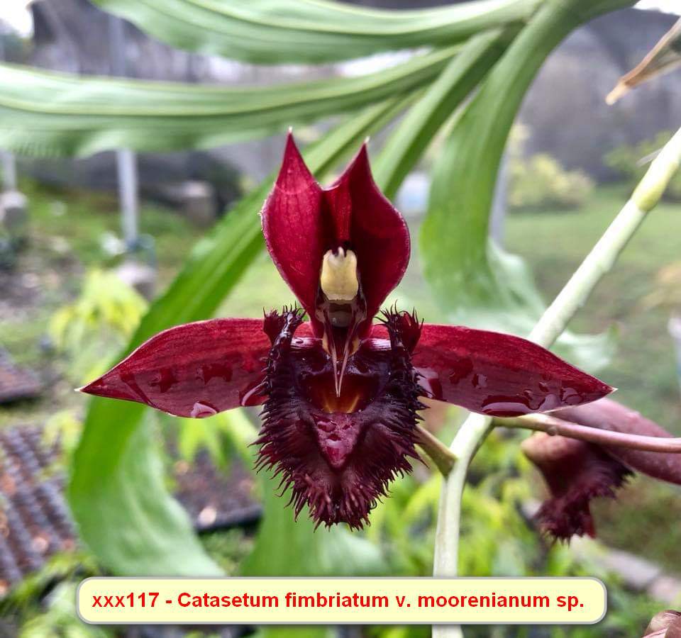 Catasetum Fimbriatum V. Morrennianum Especial - Orquidario Itaipava