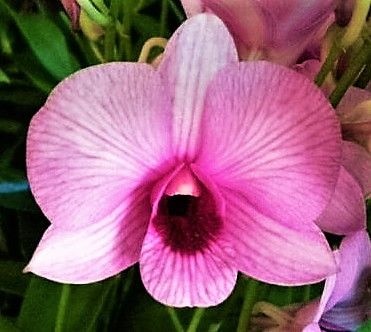 Orquídea Denphal Pink Stripe Black Eye - Jardim Exótico - O maior portal de  plantas e produtos naturais do Brasil.