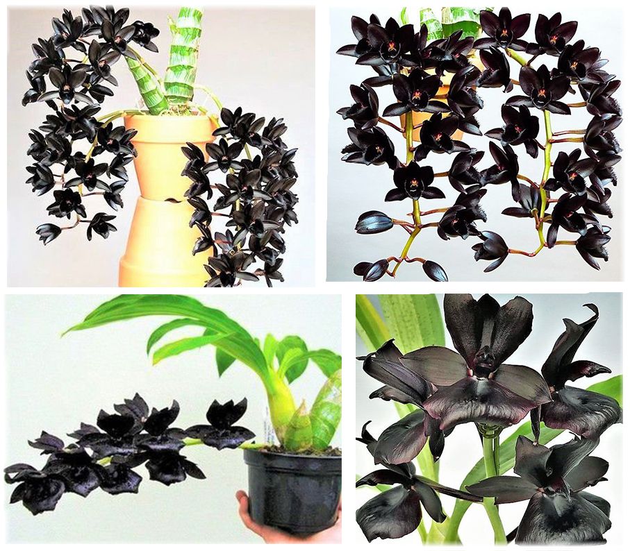 Orquídea Negra, Mudas de Orquídea negra, como plantar orquídea, como c -  Jardim Exótico - O maior portal de plantas e produtos naturais do Brasil.
