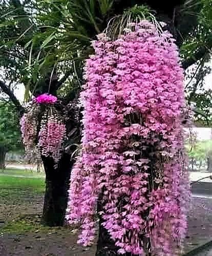 Orquídea Dendrobium Anosmum - Muda - Jardim Exótico - O maior portal de  plantas e produtos naturais do Brasil.