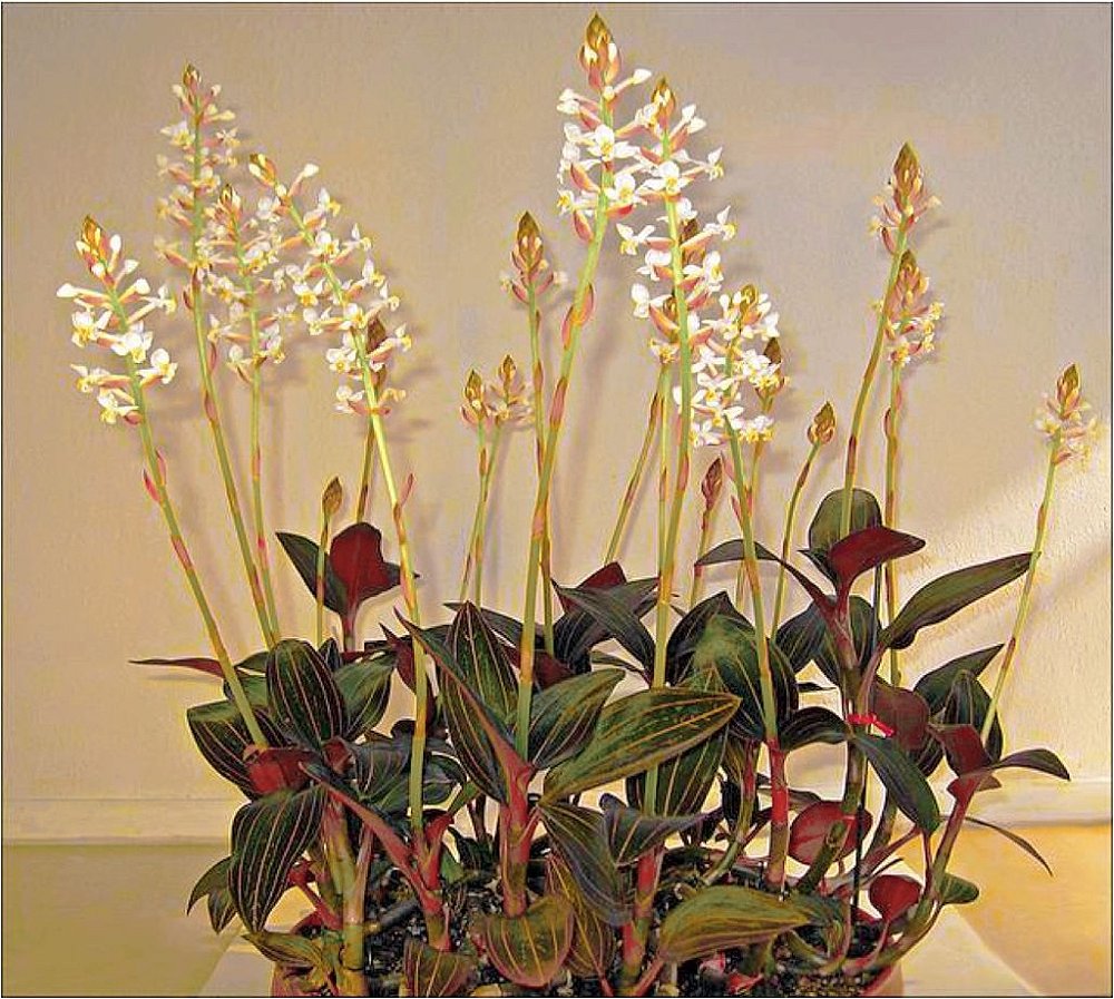 Как цветет орхидея лудизия фото цветка