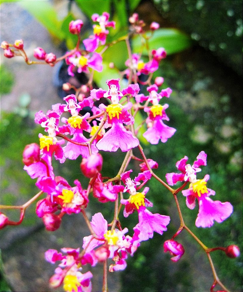 Orquídea Oncidium Kaiulani - Adulta - Jardim Exótico - O maior portal de  plantas e produtos naturais do Brasil.