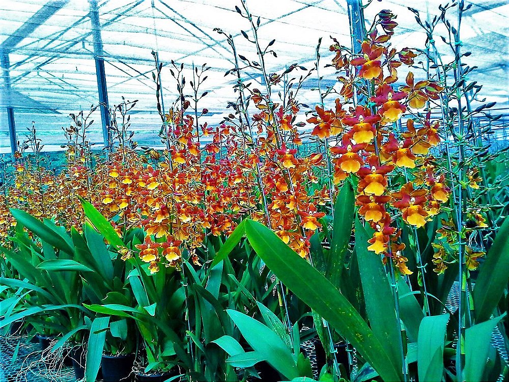 Orquídea Catatante - Hastes Florais Enormes - Touceira Adulta - Jardim  Exótico - O maior portal de plantas e produtos naturais do Brasil.