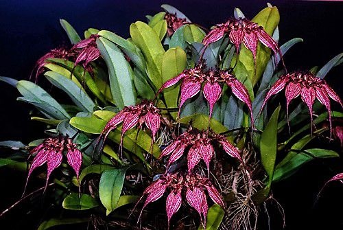 Orquídea Bulbophyllum Rothschildianum - Adulta - Jardim Exótico - O maior  portal de plantas e produtos naturais do Brasil.