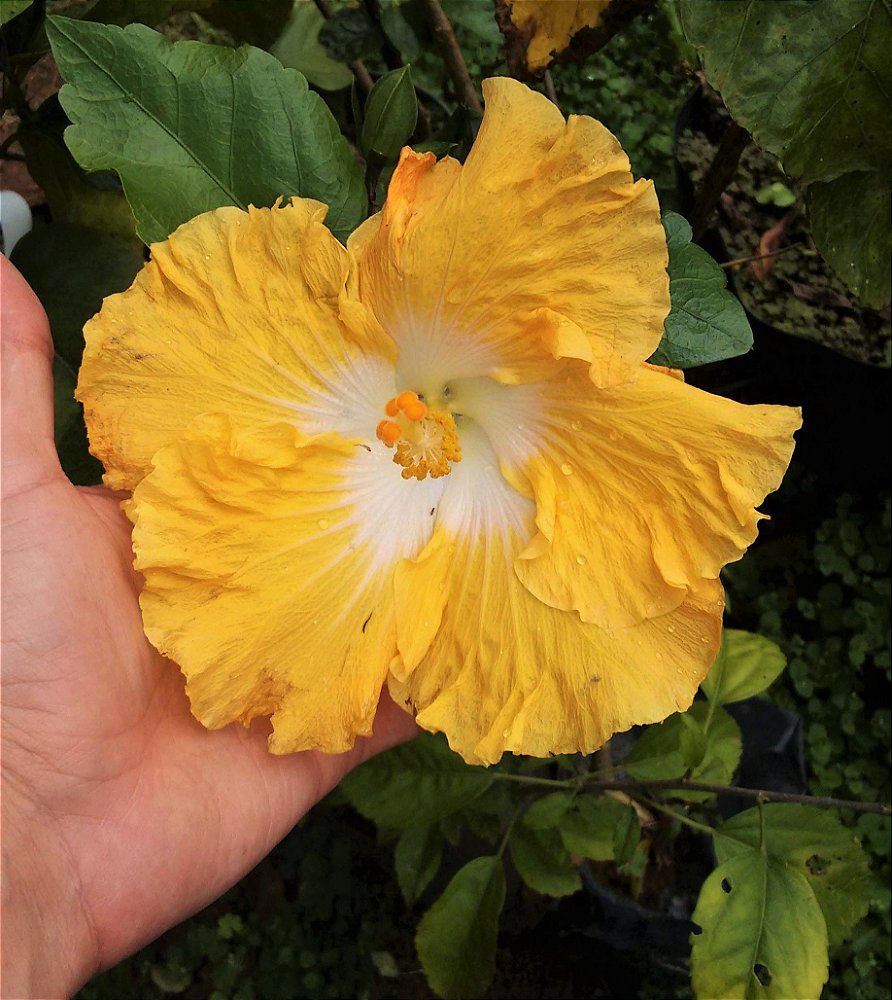 Hibisco Gigante Havaiano Amarelo centro Branco - Enxertado - Jardim Exótico  - O maior portal de plantas e produtos naturais do Brasil.