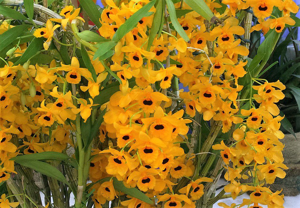 Orquídea Dendrobium Fimbriatum - Adulto - Jardim Exótico - O maior portal  de plantas e produtos naturais do Brasil.