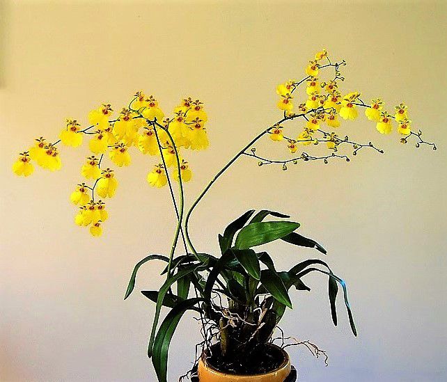 Orquídea Oncidium Flexuosum - Adulta - Jardim Exótico - O maior portal de  plantas e produtos naturais do Brasil.
