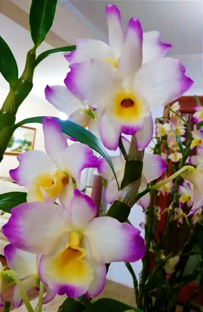 Orquídea Dendrobium Nobile Gigante - Jardim Exótico - O maior portal de  plantas e produtos naturais do Brasil.