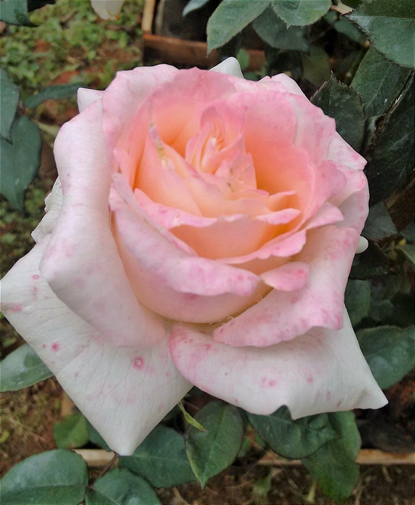 Muda de Roseira SEM ESPINHOS cor Rosa Laguna - Muda Enxertada - Jardim  Exótico - O maior portal de plantas e produtos naturais do Brasil.