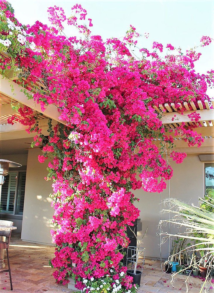 Primavera de Flores cor Melancia - Jardim Exótico - O maior portal de  plantas e produtos naturais do Brasil.