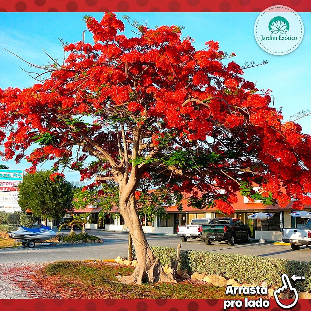 Flamboyant Vermelho - Jardim Exótico - O maior portal de plantas e produtos  naturais do Brasil.
