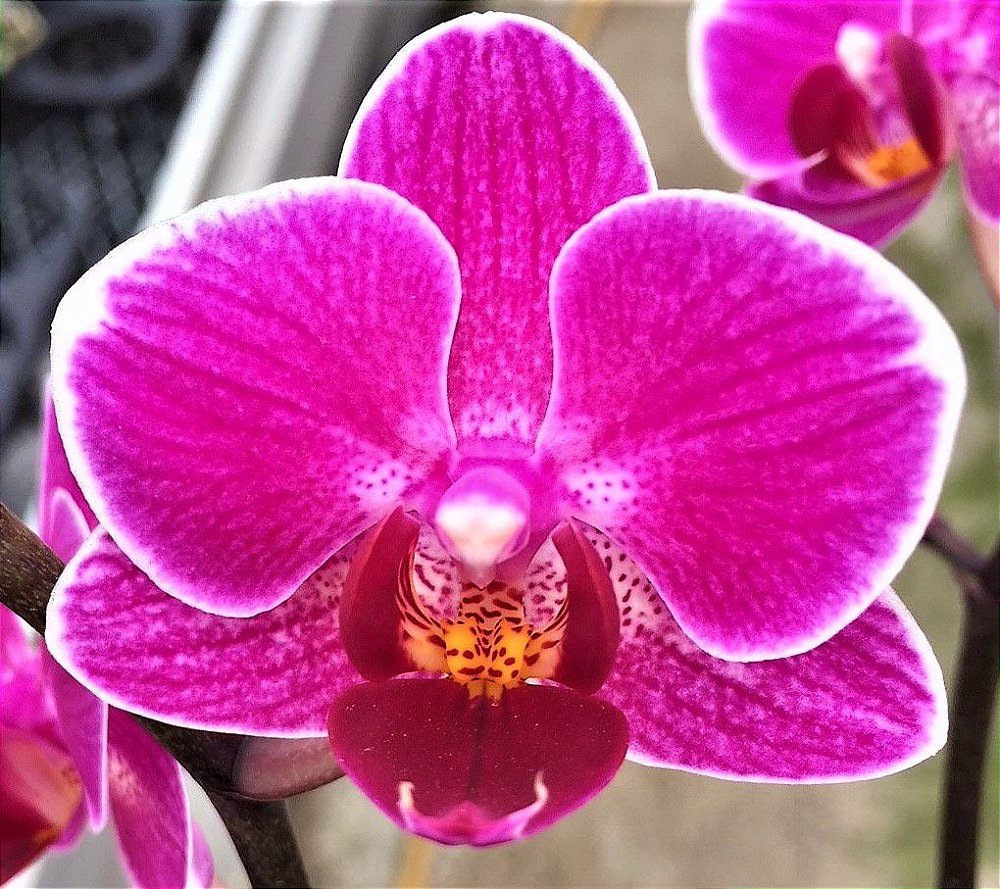 Orquidea Phalaenopsis Pink Muda - Jardim Exótico - O maior portal de  plantas e produtos naturais do Brasil.