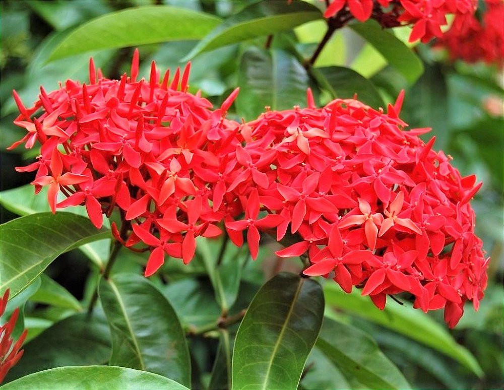 Mini Ixora Vermelha ou Ixória-Chinesa - Jardim Exótico - O maior portal de  plantas e produtos naturais do Brasil.